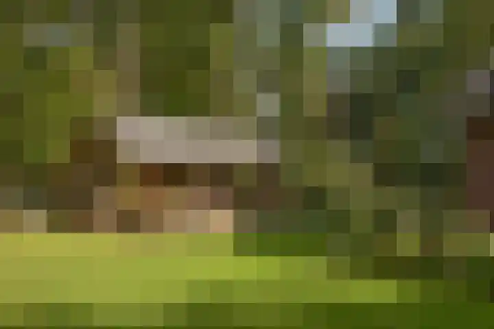 Hambree 10 Haaksbergen thumbnail 19
