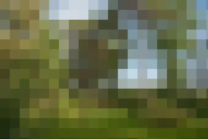 Hambree 10 Haaksbergen thumbnail 24