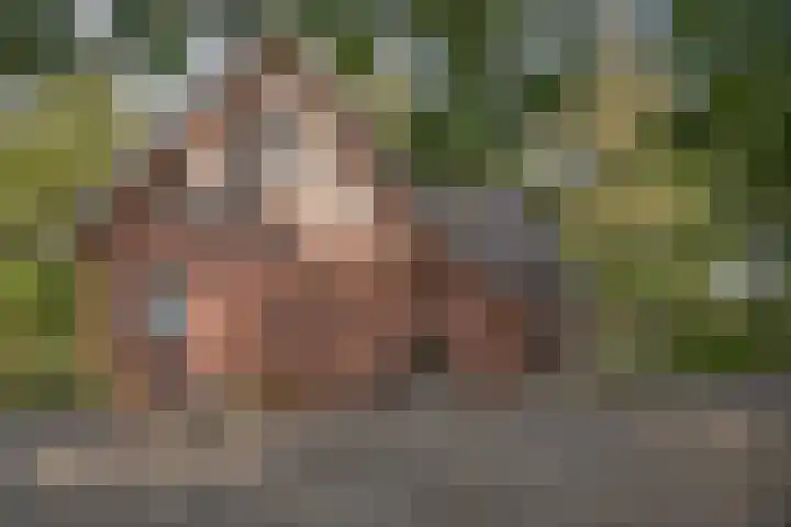 Hambree 10 Haaksbergen thumbnail 4