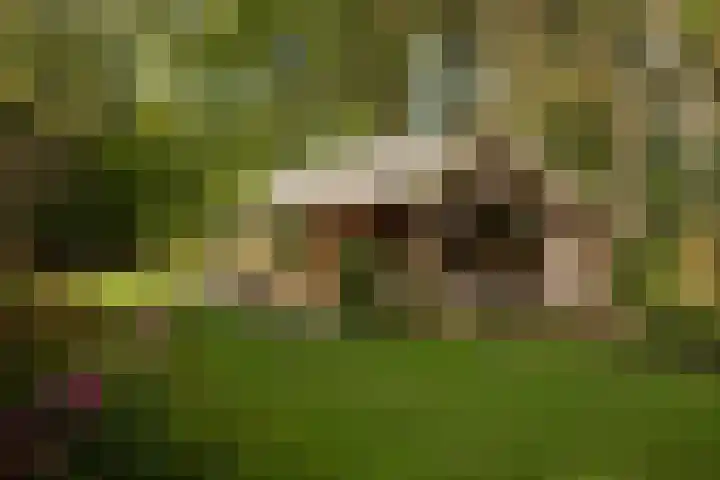 Hambree 10 Haaksbergen thumbnail 6