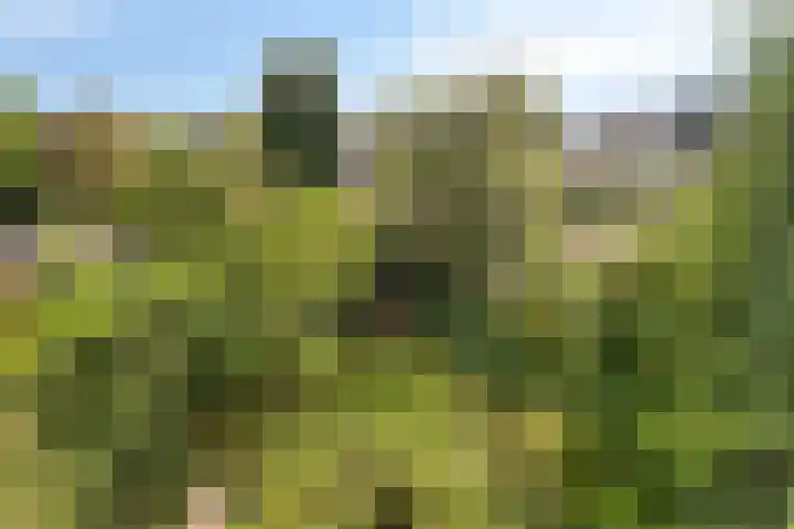 Hamburgerweg 61 Ermelo thumbnail 19