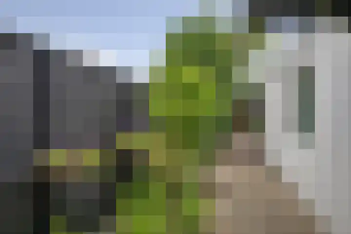 Hamerstraat 53 Bussum thumbnail 27