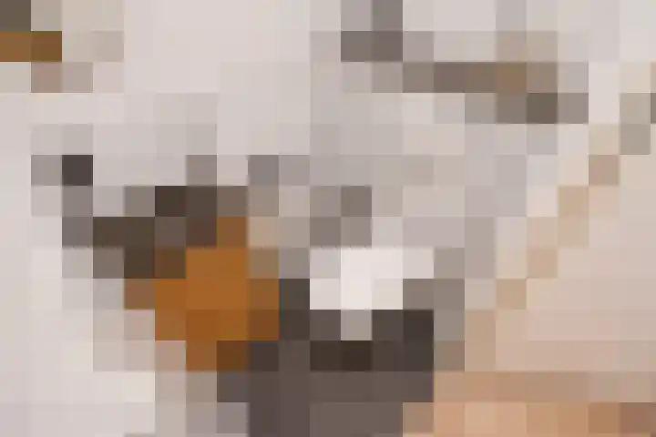 Hammarskjöldlaan 347 Rijswijk thumbnail 6