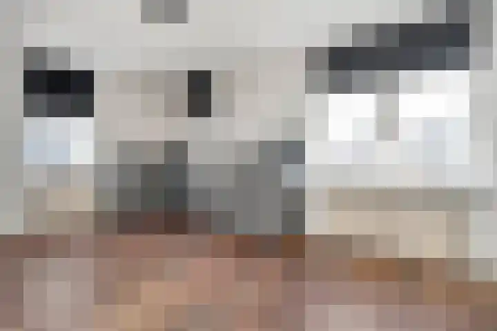 Hammerstraat 7 Vroomshoop thumbnail 30