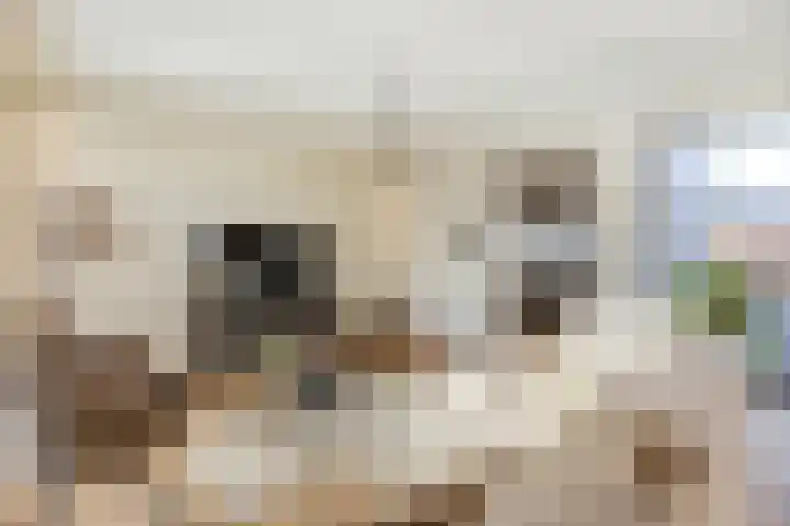 Hamonterweg 16 Budel-Schoot thumbnail 5