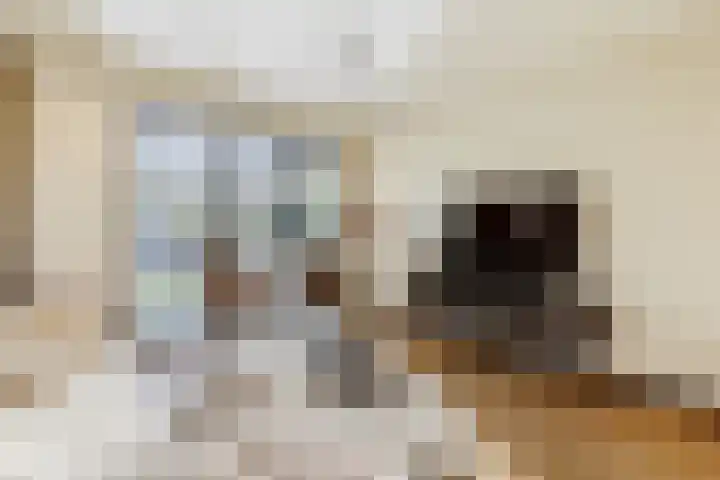 Hamonterweg 16 Budel-Schoot thumbnail 6