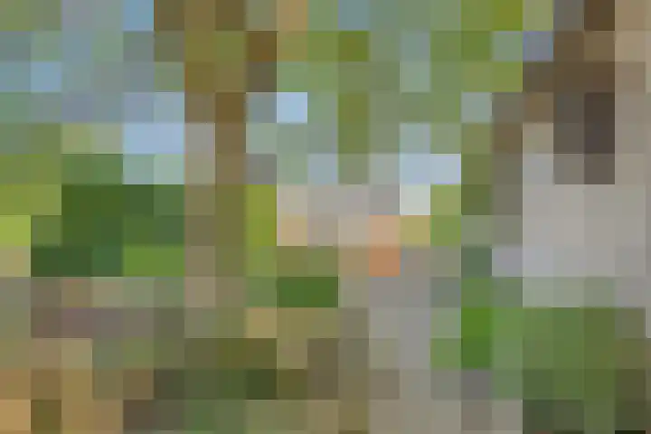 Hamonterweg 56 Budel-Schoot thumbnail 34