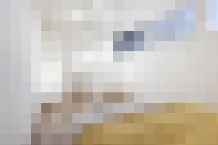 Hamplaats 15 Ten Boer thumbnail 29