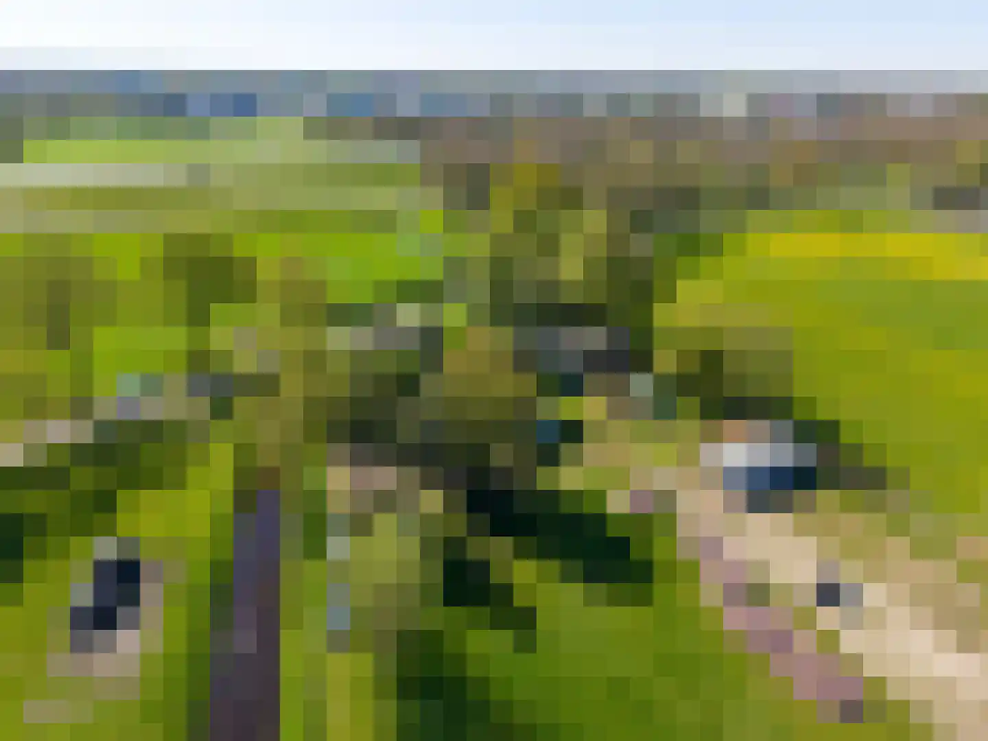 Hamrik 4 Marum thumbnail 8