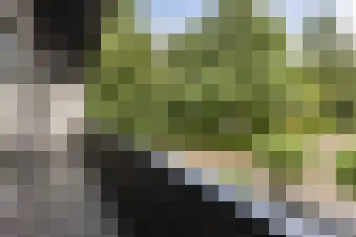 Hamrik 51 Winsum thumbnail 36