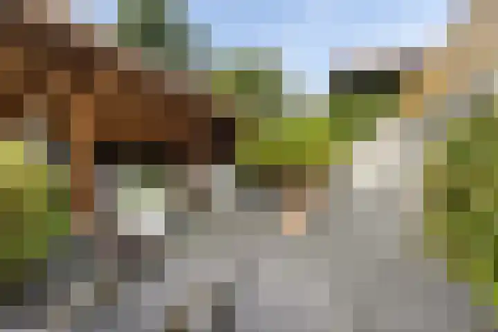 Hamrik 51 Winsum thumbnail 42