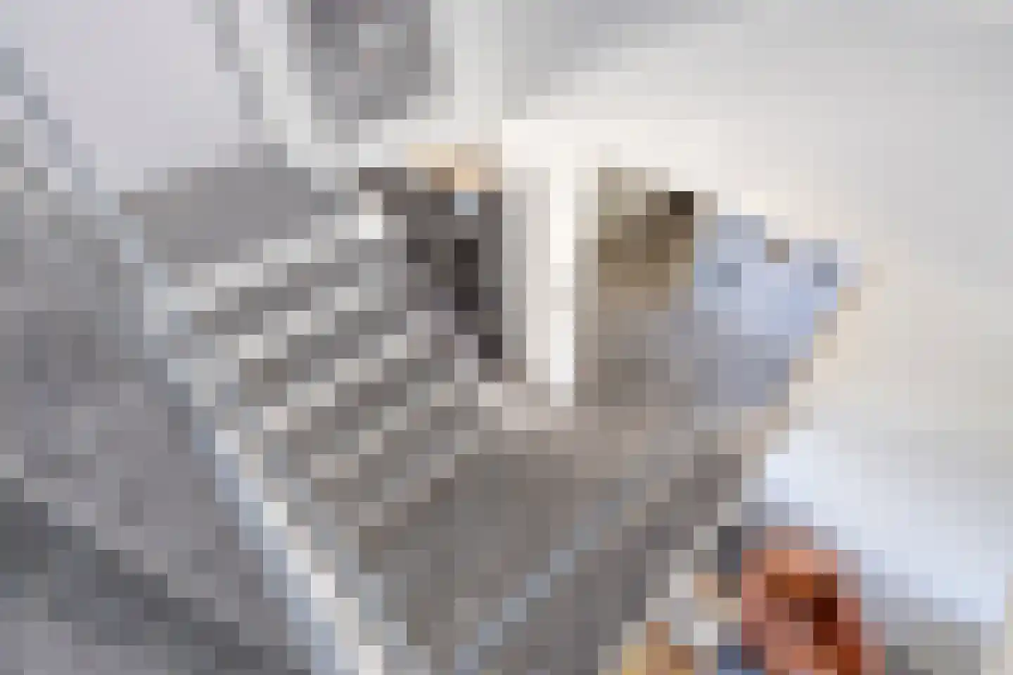 Hamsesticht 3 Dongen thumbnail 31