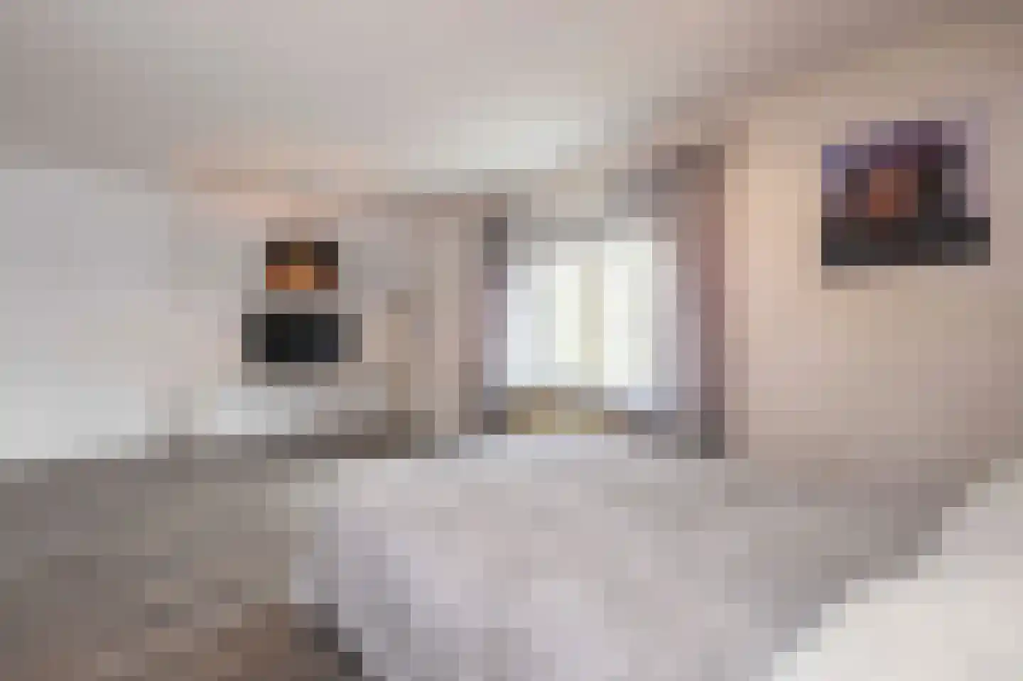 Hamsestraat 24 Liempde thumbnail 33