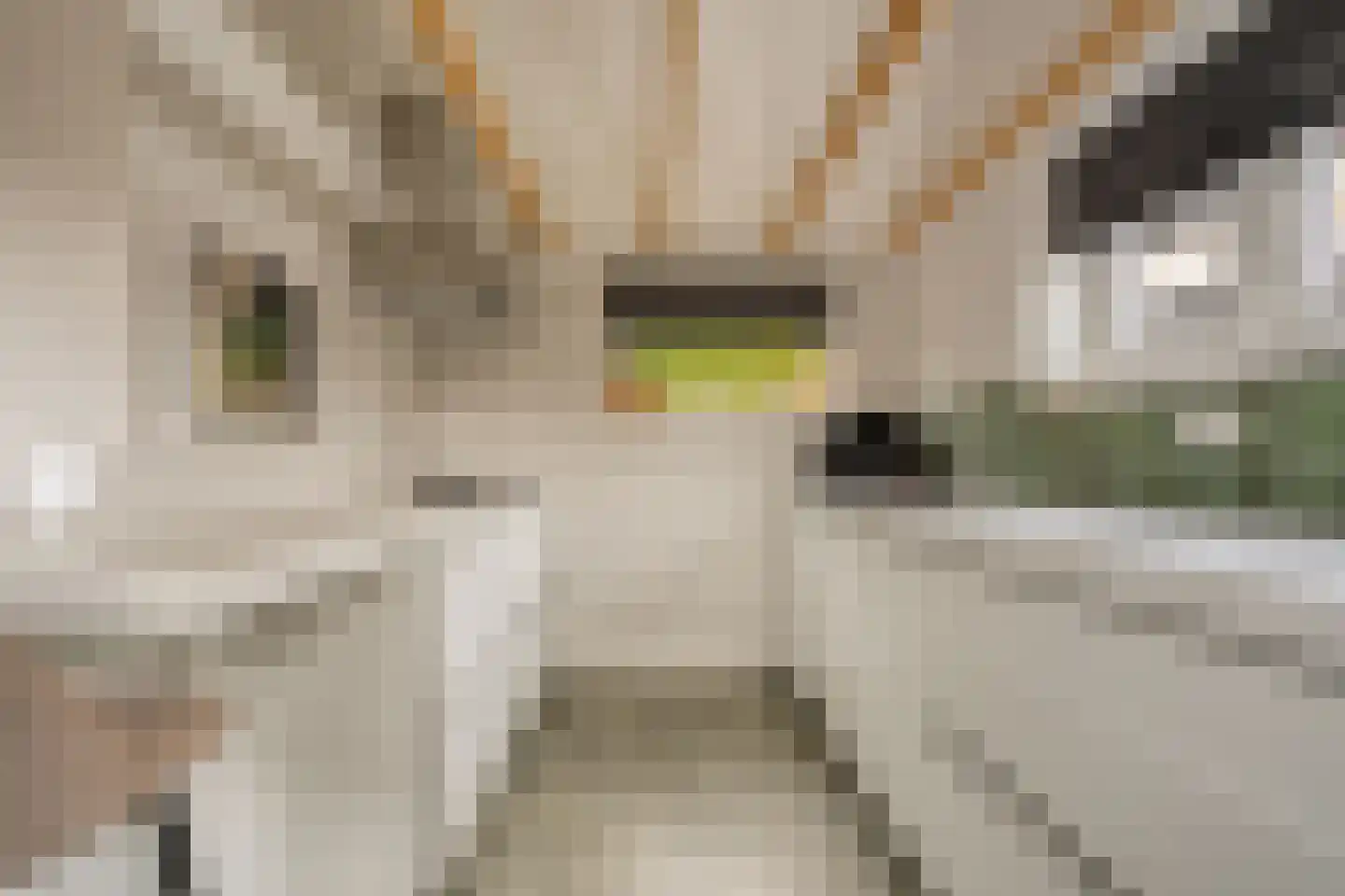 Hamsgoren 30 Ommen thumbnail 16