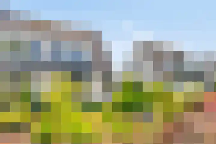 Hamsterberg 12 Roosendaal thumbnail 27