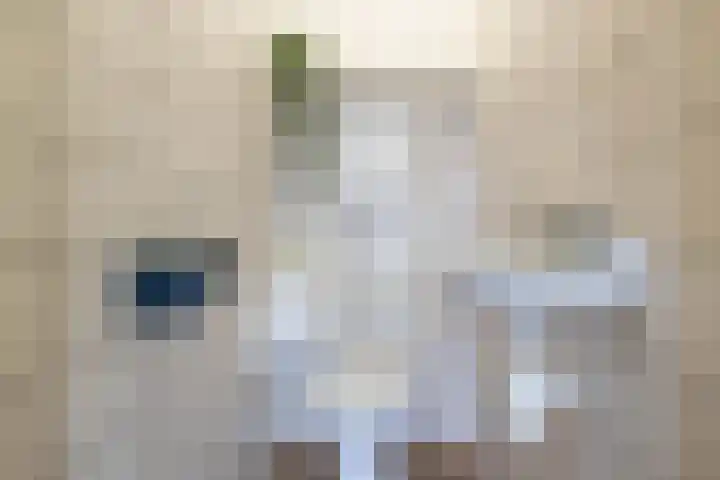 Hamsterborg 11 Almelo thumbnail 11