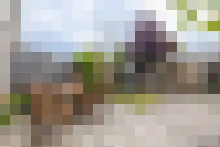 Hamsterborg 11 Almelo thumbnail 20