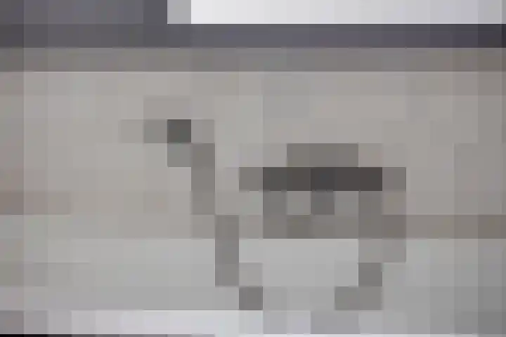 Hamsterweide 22 Veghel thumbnail 39
