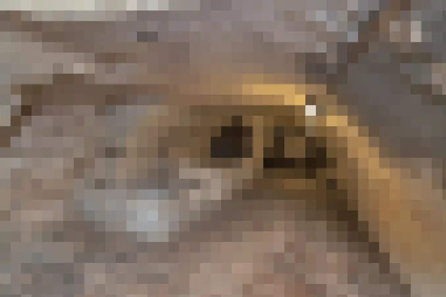 Hamstraat 10 Grave thumbnail 79