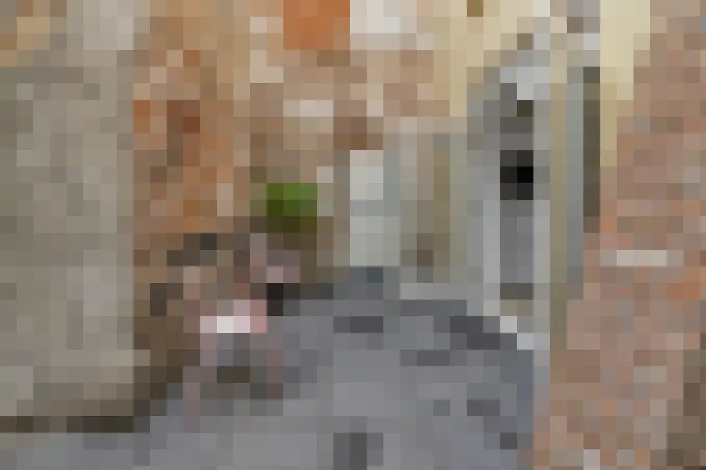Hamstraat 10 Grave thumbnail 85