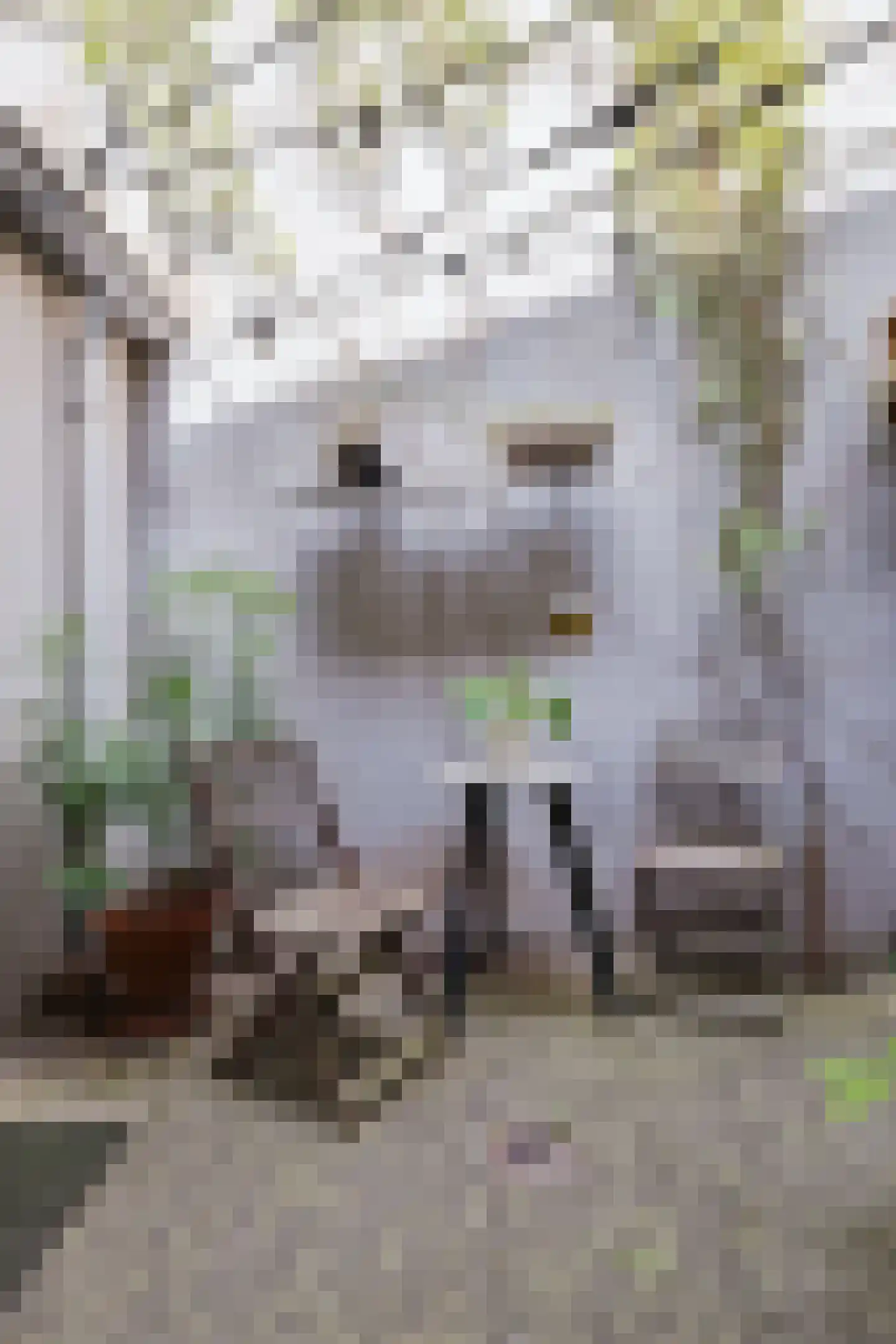 Hamstraat 26 a Grave thumbnail 12