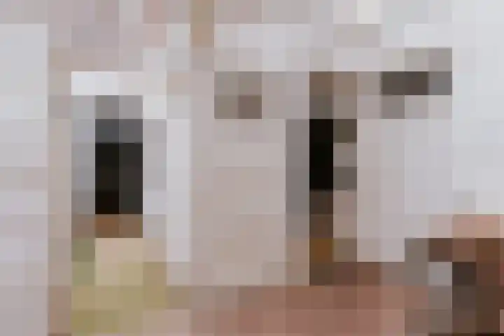 Hamstraat 31 Roermond thumbnail 16