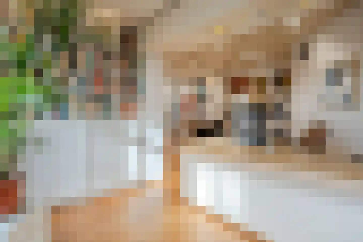 Hamstraat 34 Grave thumbnail 10