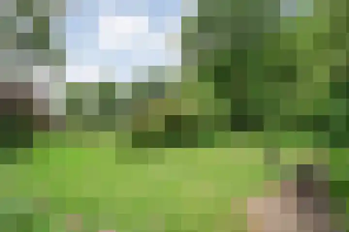 Hamveld 3 Wijster thumbnail 68