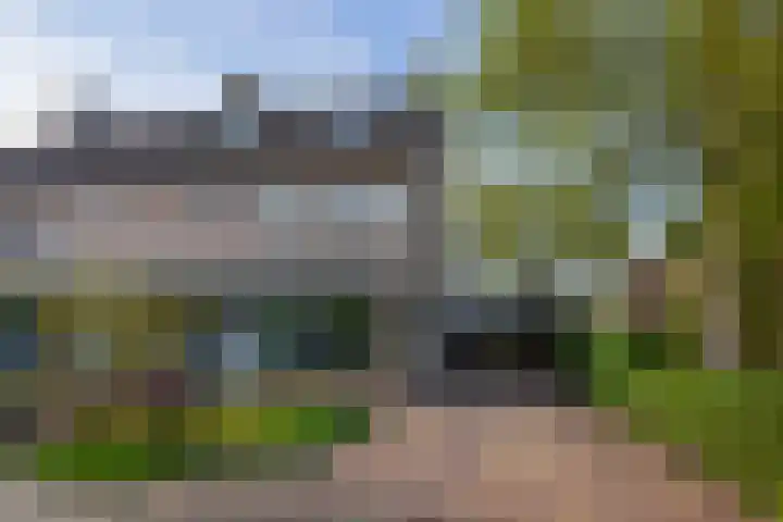 Handekenskruid 40 dans Huijbergen