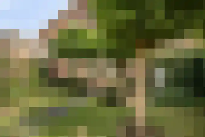 Händellaan 10 Veenendaal thumbnail 23