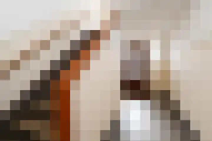 Händellaan 16 Den Haag thumbnail 37