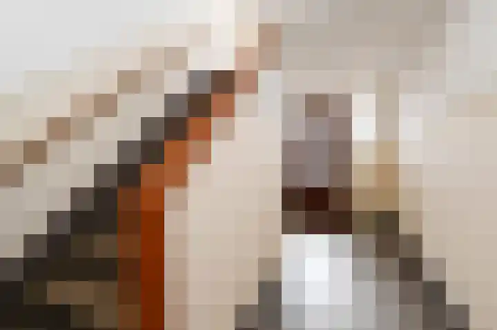 Händellaan 16 Den Haag thumbnail 9