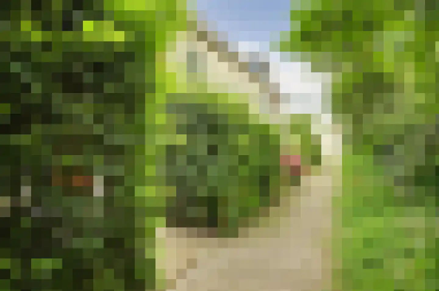 Hanebalk 57 Hoorn thumbnail 4