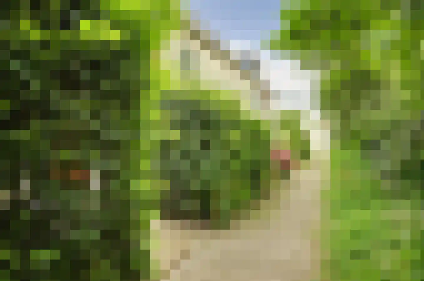 Hanebalk 57 Hoorn thumbnail 5