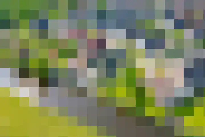 Hanebalken 209 Drachten thumbnail 57