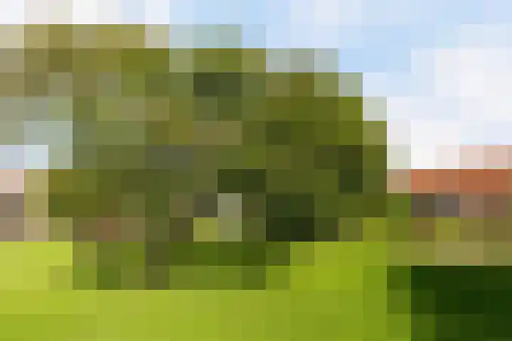 Hanebalken 250 Drachten thumbnail 7