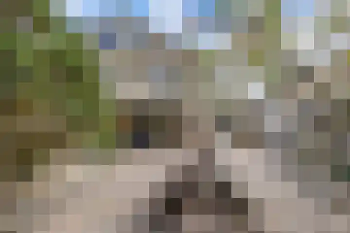Hanebalken 45 Drachten thumbnail 46