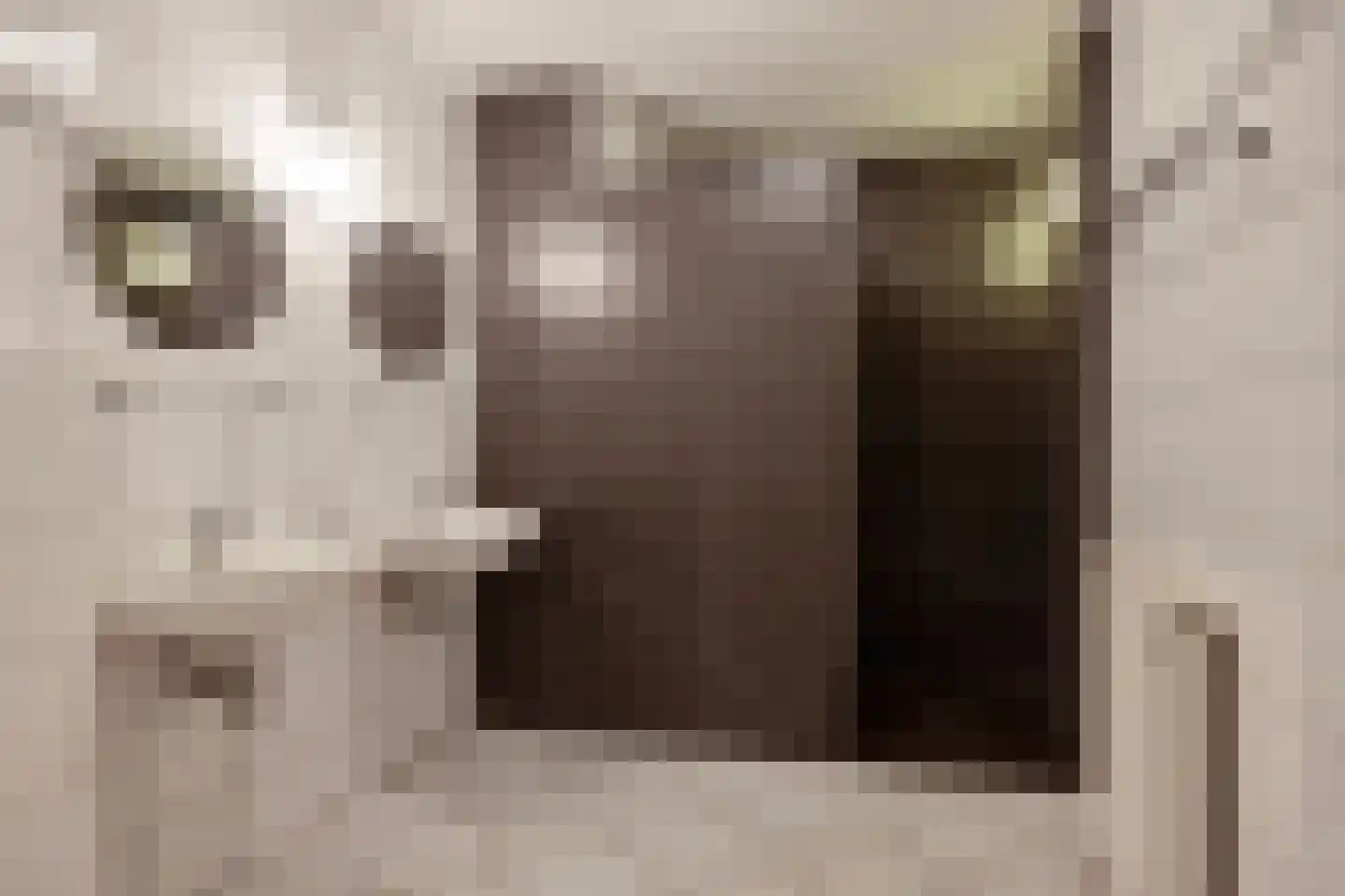 Hanedoorn 4 Maastricht thumbnail 17