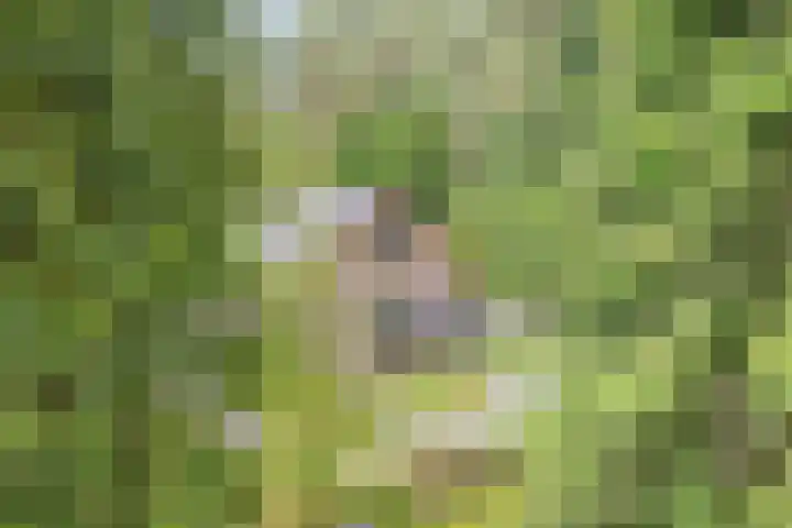 Hanendorperweg 246 Emst thumbnail 5