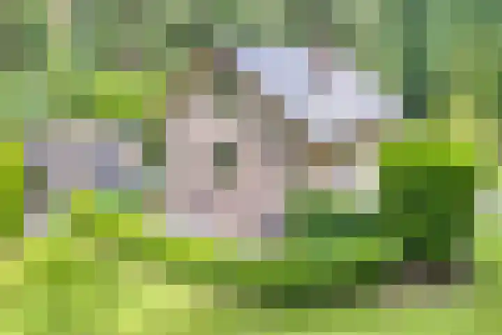Hanendorperweg 246 Emst thumbnail 6