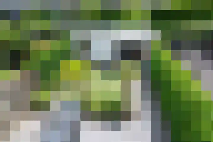 Hanenhof 35 De Zilk thumbnail 32