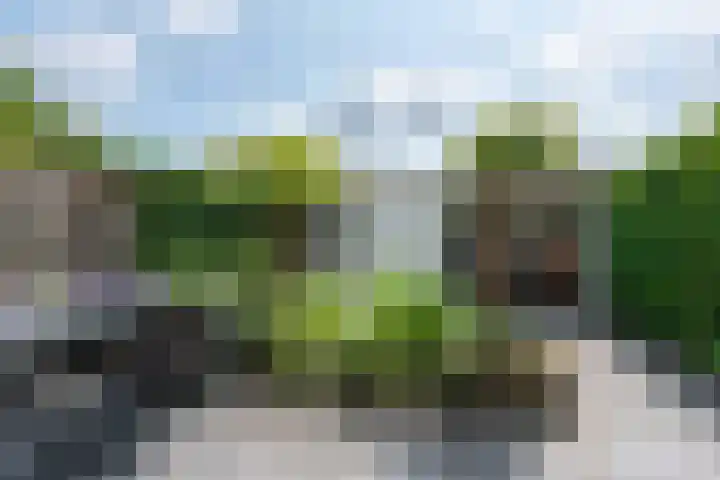 Hanenhof 35 De Zilk thumbnail 4