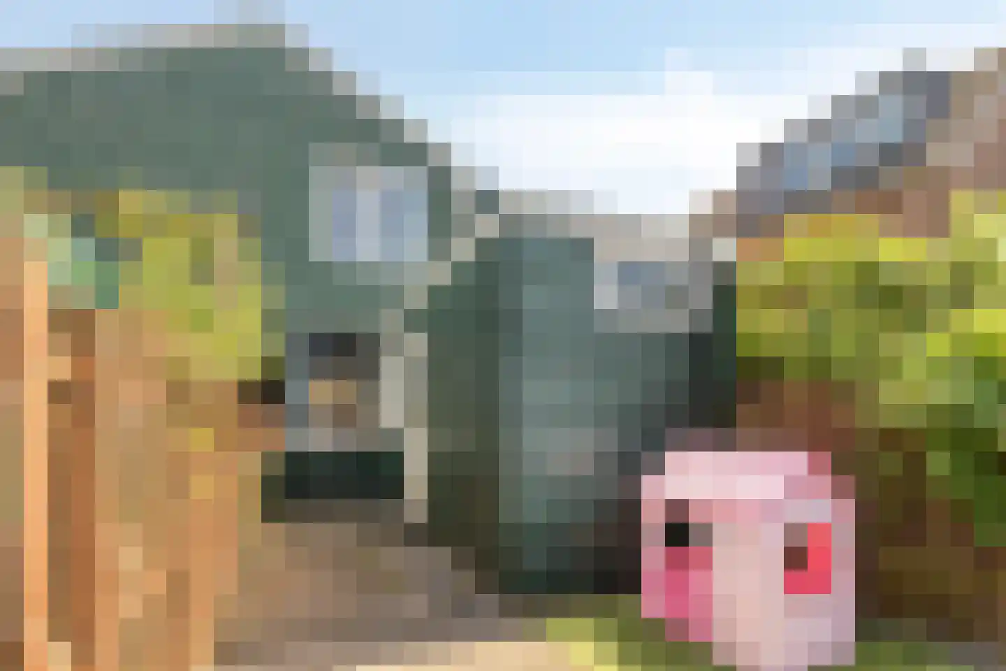 Hanenpad 23 Zaandam thumbnail 12
