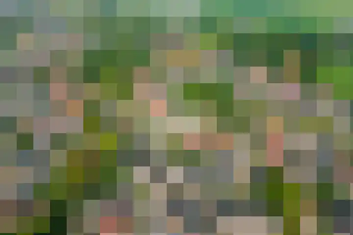 Hanenslag 19 Geesteren thumbnail 43