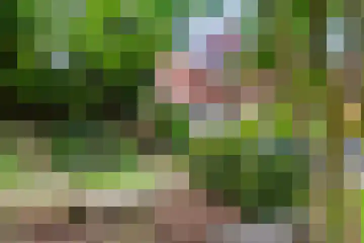 Hanenweg 27 Noordgouwe thumbnail 36