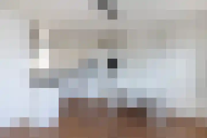 Hanerak 9 Harlingen thumbnail 5