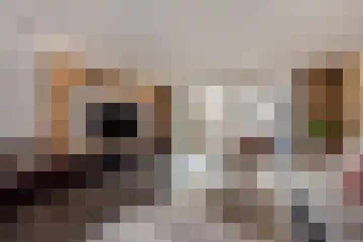 Hank 1 Poeldijk thumbnail 9