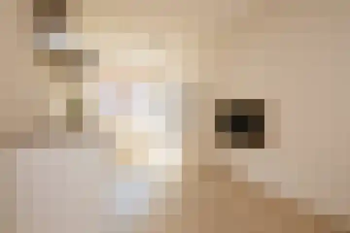 Hank 11 Poeldijk thumbnail 12