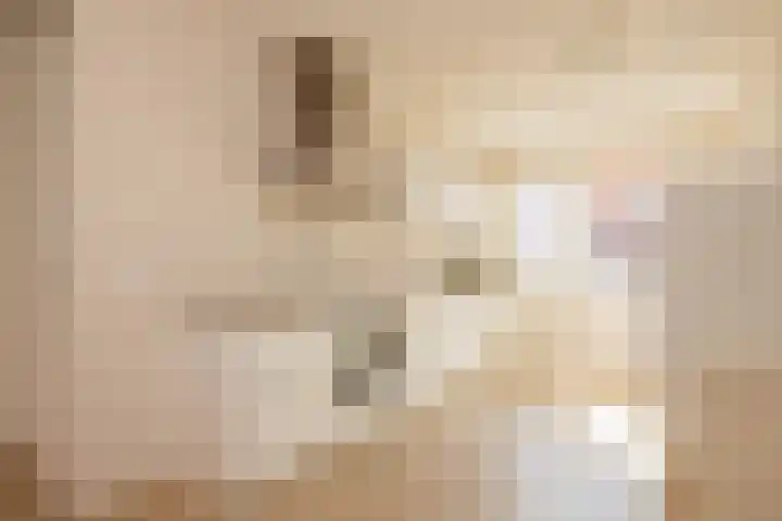 Hank 11 Poeldijk thumbnail 13