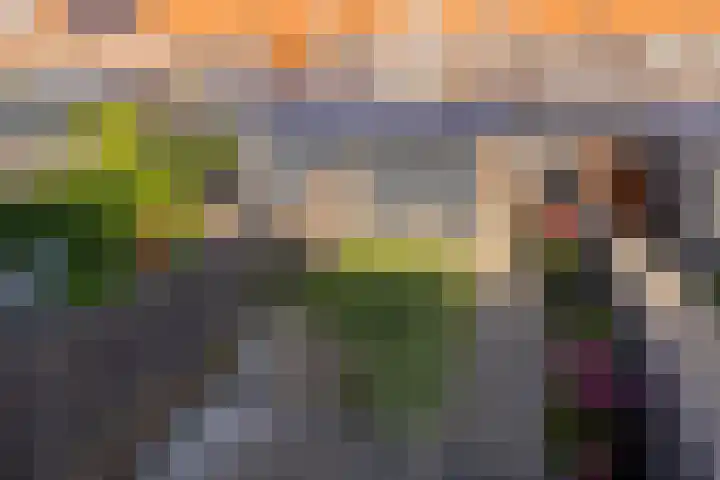 Hank 11 Poeldijk thumbnail 32